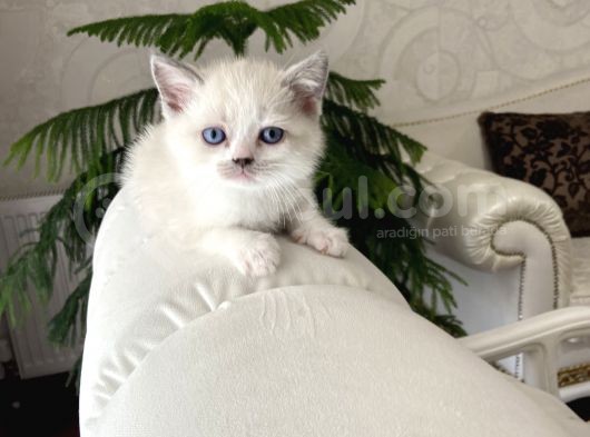 2 Aylık British Shorthair Blue Point Ve Lnxpoint Dişi Yavrular görsel