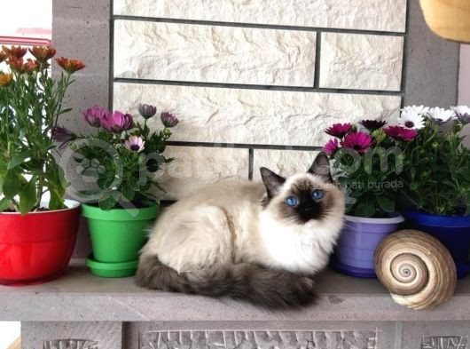 Safkan Ragdoll Bebekler görsel