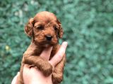Dizayn Irk Maltıpoo Yavrularımız