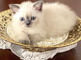 2 Aylık British Shorthair Blue Point Ve Lnxpoint Dişi Yavrular