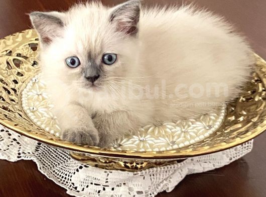 2 Aylık British Shorthair Blue Point Ve Lnxpoint Dişi Yavrular