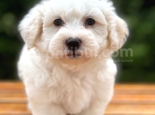 Anne Baba Orjinal Maltipoo Yavrularimiz görsel