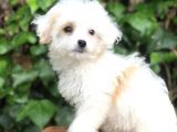 Mükemmel Görüntüsü Ile Dizayn Irk Morkie Yavrumuz