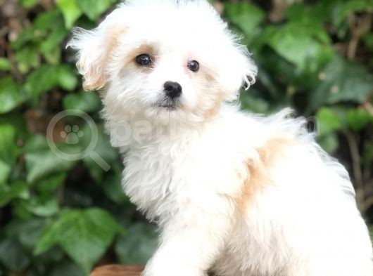 Mükemmel Görüntüsü Ile Dizayn Irk Morkie Yavrumuz görsel