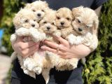 Dizayn Irk Sevimli Maltipoo Yavrular