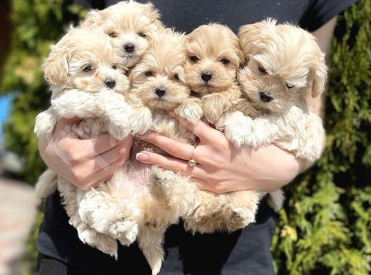 Dizayn Irk Sevimli Maltipoo Yavrular