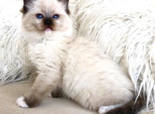 Ragdoll Safkan Yavrular görsel