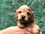 Tüy Dökmeyen Koku Yapmayan Maltipoo Yavrularımız