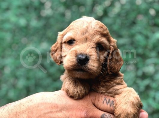 Tüy Dökmeyen Koku Yapmayan Maltipoo Yavrularımız görsel