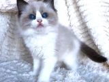 Ragdoll Safkan Yavrular