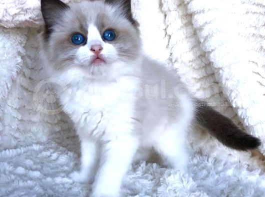 Ragdoll Safkan Yavrular görsel