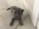 British Long Hair Ve Scottish Fold’un Yavruları