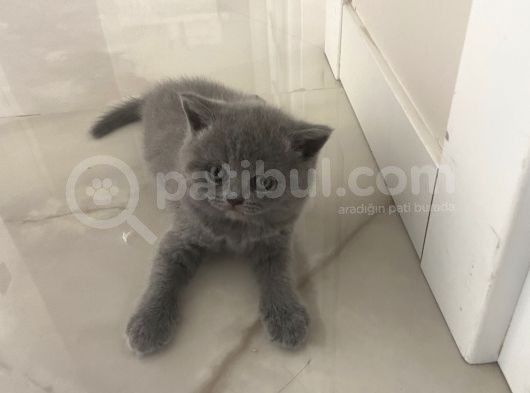 British Long Hair Ve Scottish Fold’un Yavruları görsel
