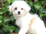 Mükemmel Görüntüsü Ile Dizayn Irk Morkie Yavrumuz