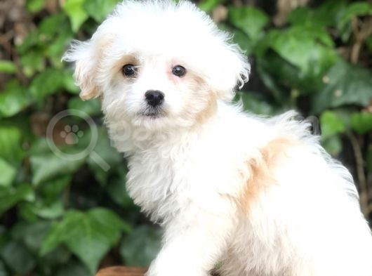 Mükemmel Görüntüsü Ile Dizayn Irk Morkie Yavrumuz görsel