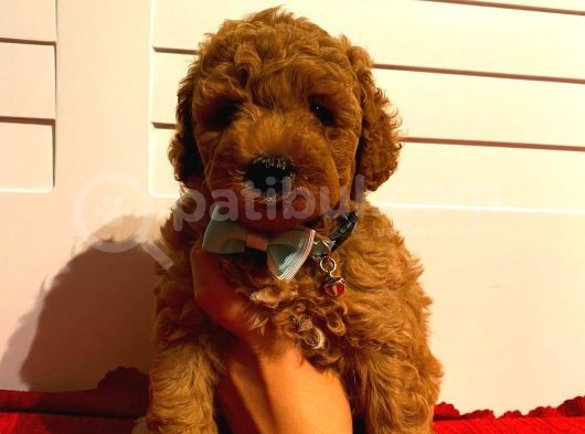 Toy Poodle Red 50 Günlük Erkek Yavrularımız