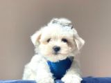 Maltese Mini Boy Yavrular