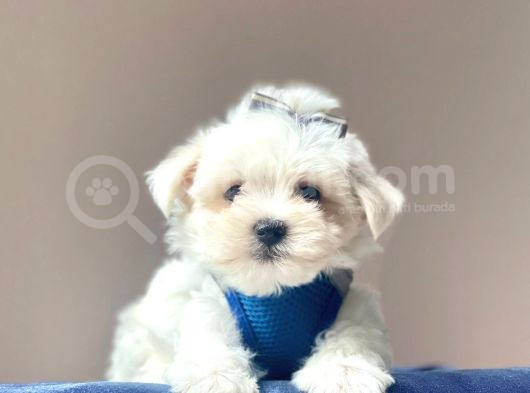 Maltese Mini Boy Yavrular görsel