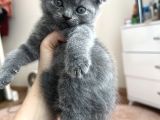 Schotish Fold Erkek Bebeğim