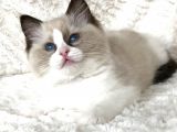 Safkan Ragdoll Bebekler