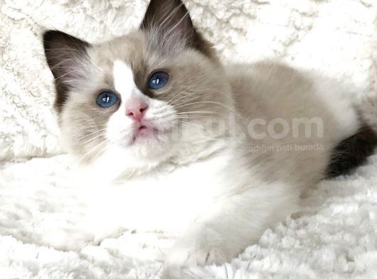 Safkan Ragdoll Bebekler görsel