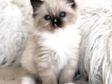 Ragdoll Safkan Yavrular