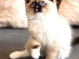 Safkan Ragdoll Bebekler