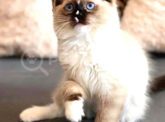 Safkan Ragdoll Bebekler görsel