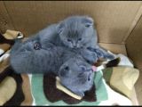 Scottish Fold 1 Aylık Yavrularımız