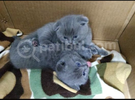 Scottish Fold 1 Aylık Yavrularımız görsel