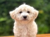 Anne Baba Orjinal Maltipoo Yavrularimiz