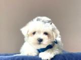 Maltese Mini Boy Yavrular