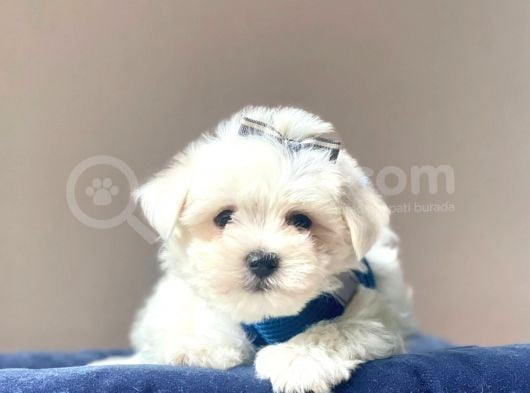 Maltese Mini Boy Yavrular