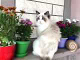 Safkan Ragdoll Bebekler