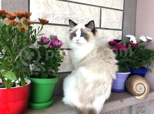Safkan Ragdoll Bebekler