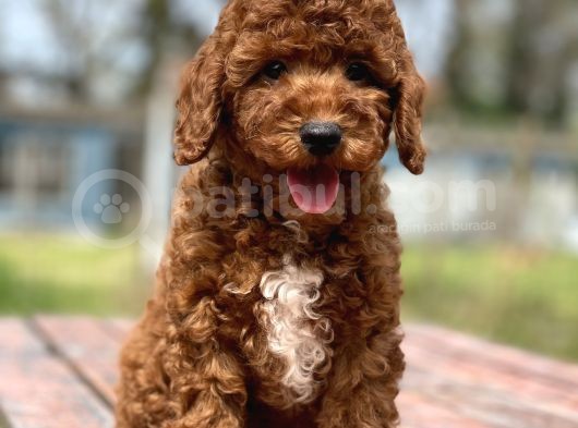 Ciftligimizden Toy Poodle Bebekler görsel