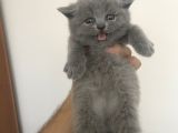 British Long Hair Ve Scottish Fold’un Yavruları
