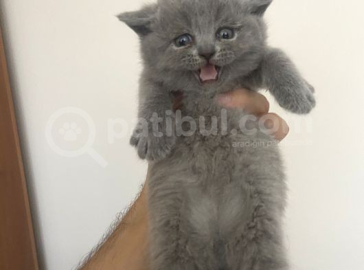 British Long Hair Ve Scottish Fold’un Yavruları görsel