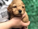 Red Brown Maltıpoo Yavrumuz