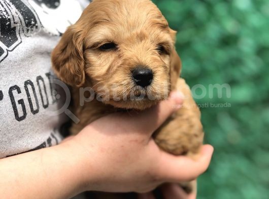 Red Brown Maltıpoo Yavrumuz görsel