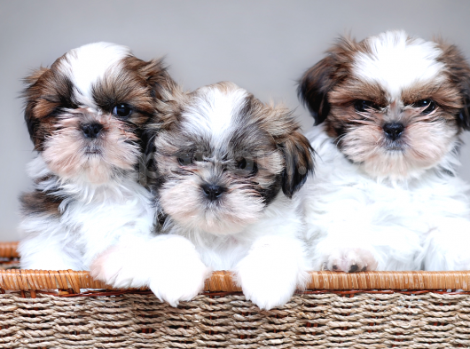 3.5 Aylık Erkek ve Dişi Shih Tzu Yavrular