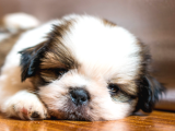 3.5 Aylık Erkek Ve Dişi Shih Tzu Yavrular