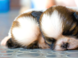 3.5 Aylık Erkek Ve Dişi Shih Tzu Yavrular