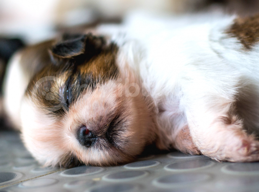 3.5 Aylık Erkek Ve Dişi Shih Tzu Yavrular görsel
