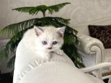 2 Aylık British Shorthair Blue Point Ve Lnxpoint Dişi Yavrular