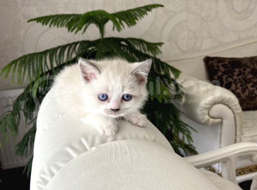 2 Aylık British Shorthair Blue Point Ve Lnxpoint Dişi Yavrular görsel