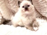 Ragdoll Safkan Yavrular