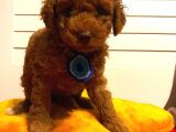 Toy Poodle Red 50 Günlük Erkek Yavrularımız