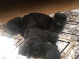 Scottish Fold 1 Aylık Yavrularımız