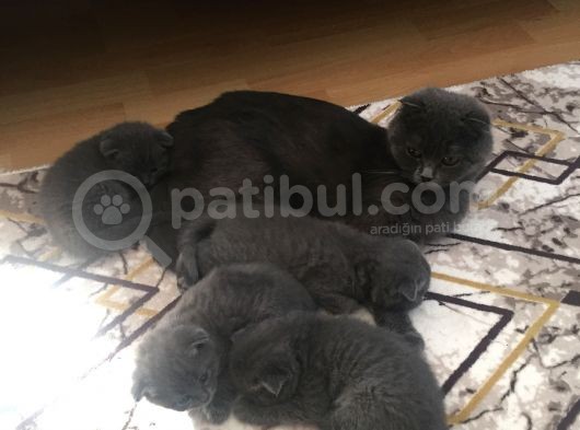 Scottish Fold 1 Aylık Yavrularımız